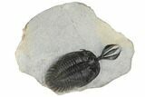 Short Trident Walliserops Trilobite - Timrzit, Morocco #179519-3